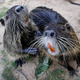 Image for article titled Is the Nutria, an Invasive Rodent Plaguing Wetlands, Cute or Not?